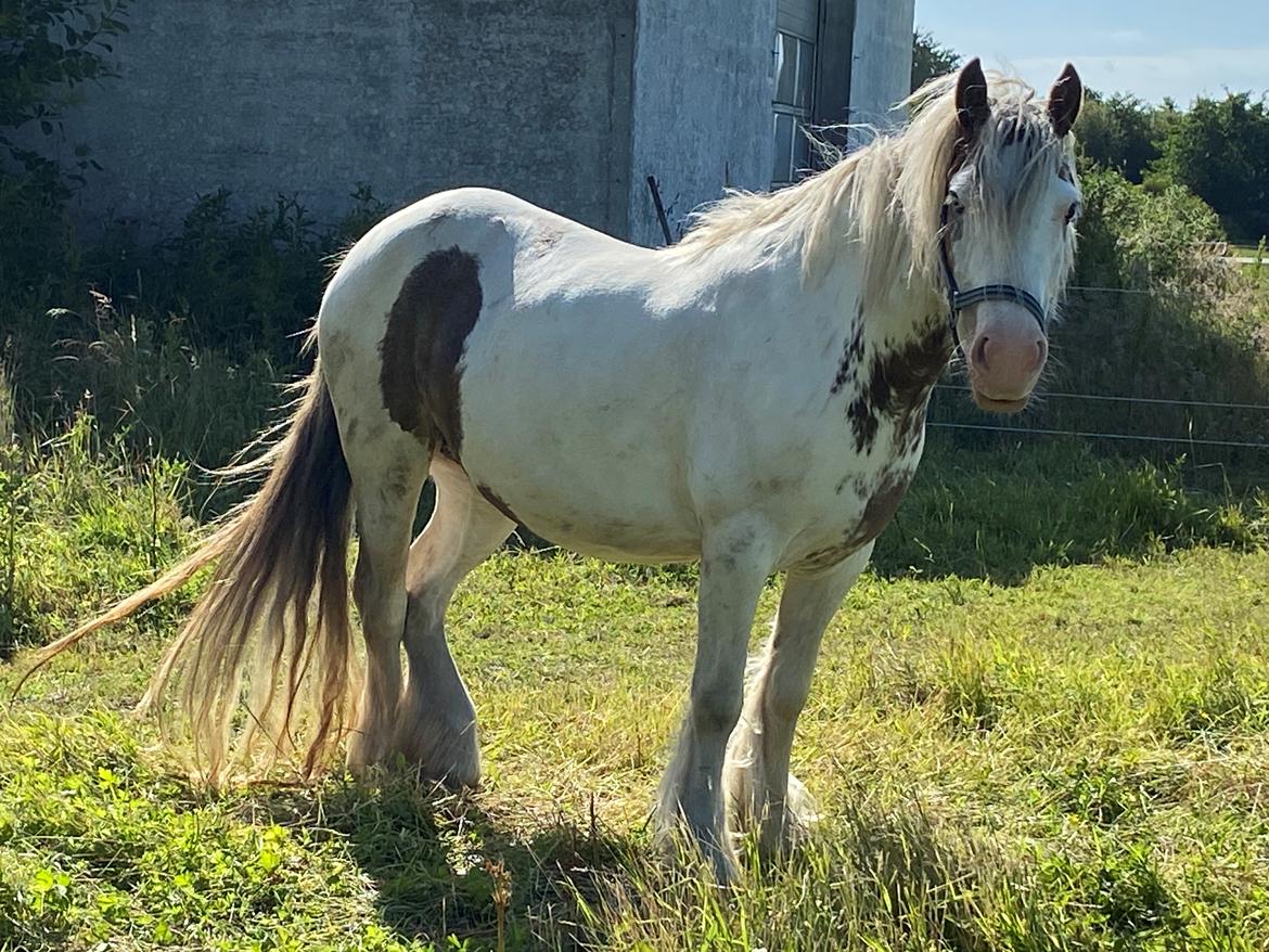 Irish Cob Lenders Wild Vinga billede 20