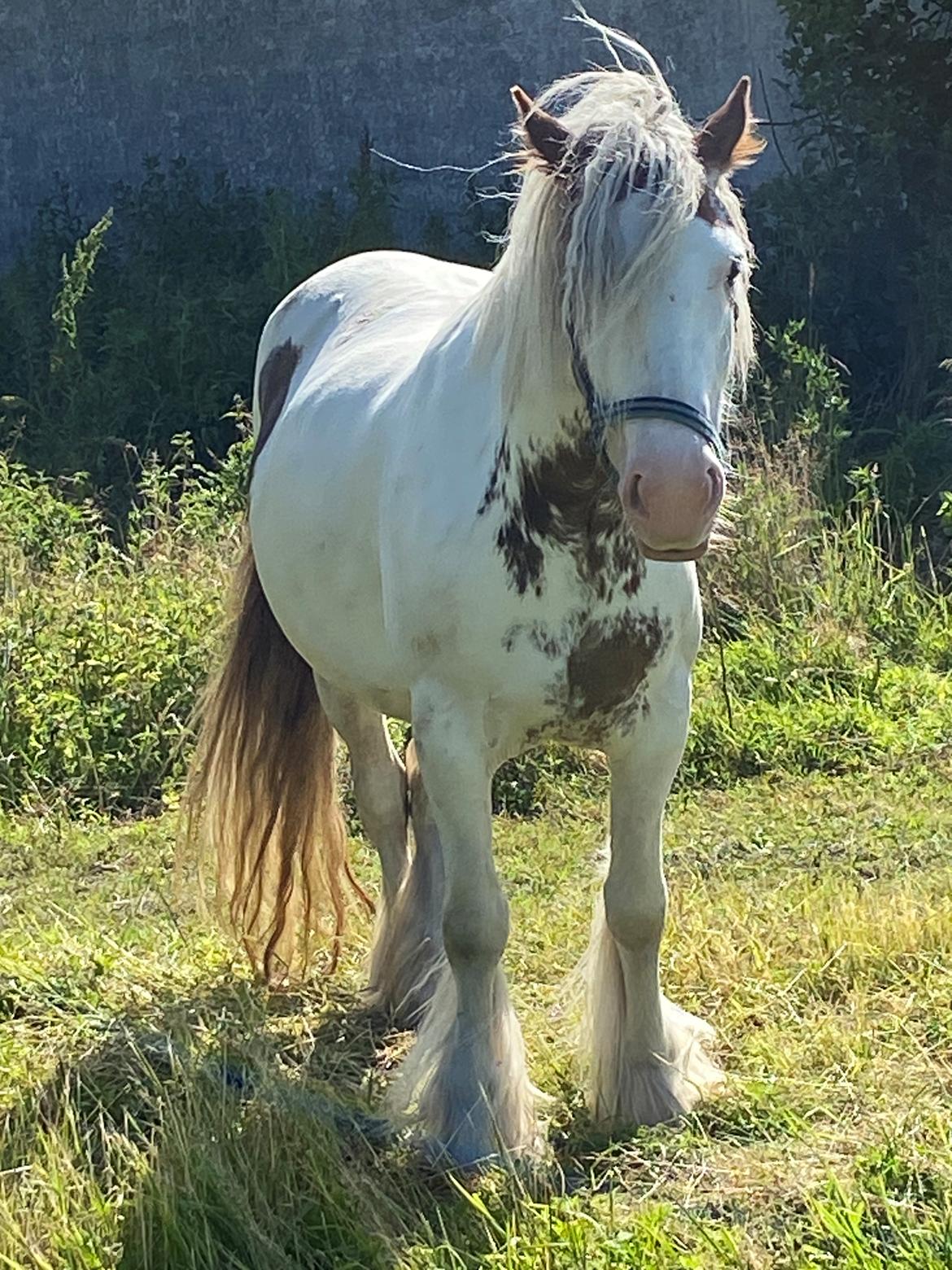 Irish Cob Lenders Wild Vinga billede 18