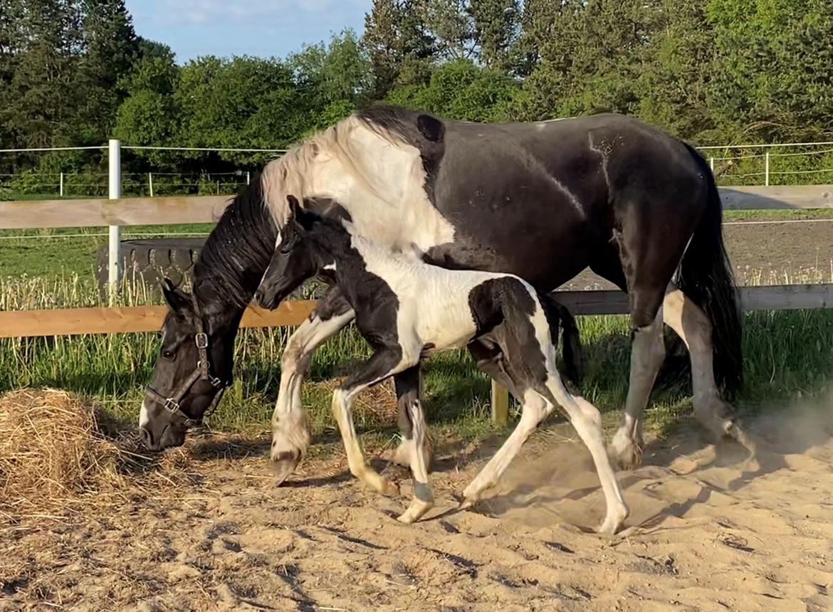 Barockpinto Tiger Lily fan Stald Barok billede 2