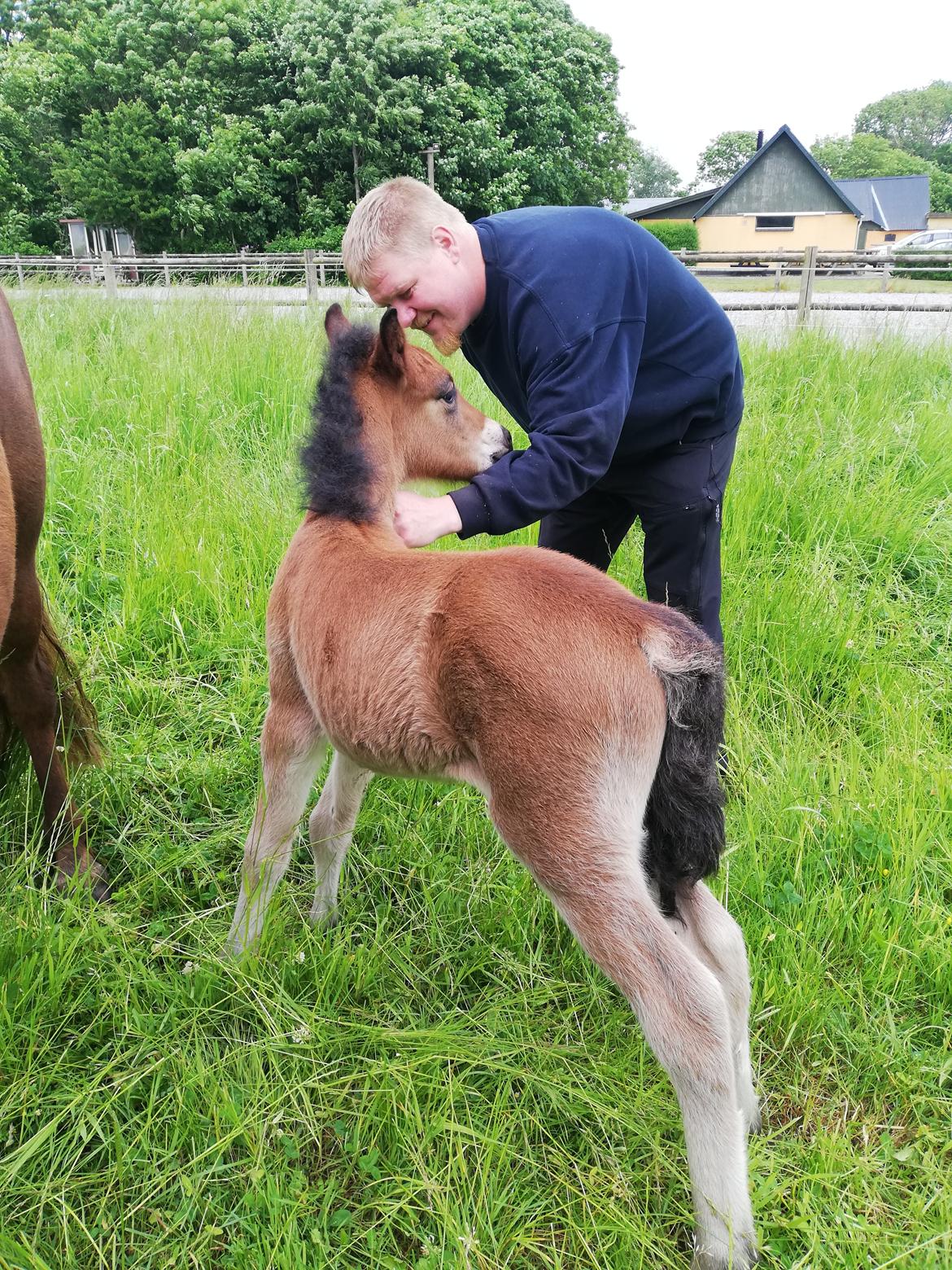 Islænder Gáski fra Østervang  billede 5