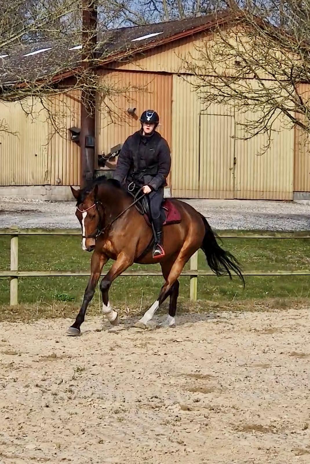 Dansk Varmblod Wibella  billede 11