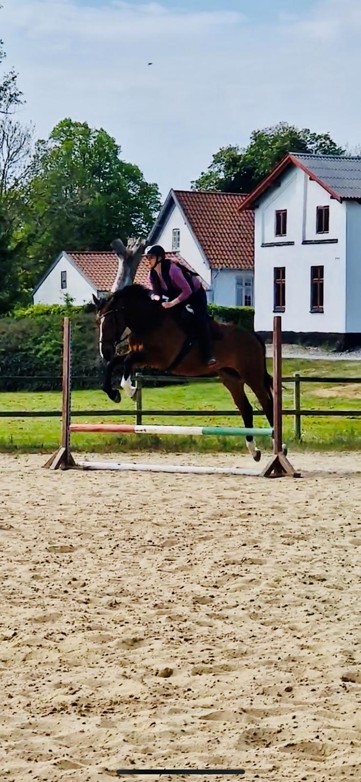 Dansk Varmblod Wibella  billede 12