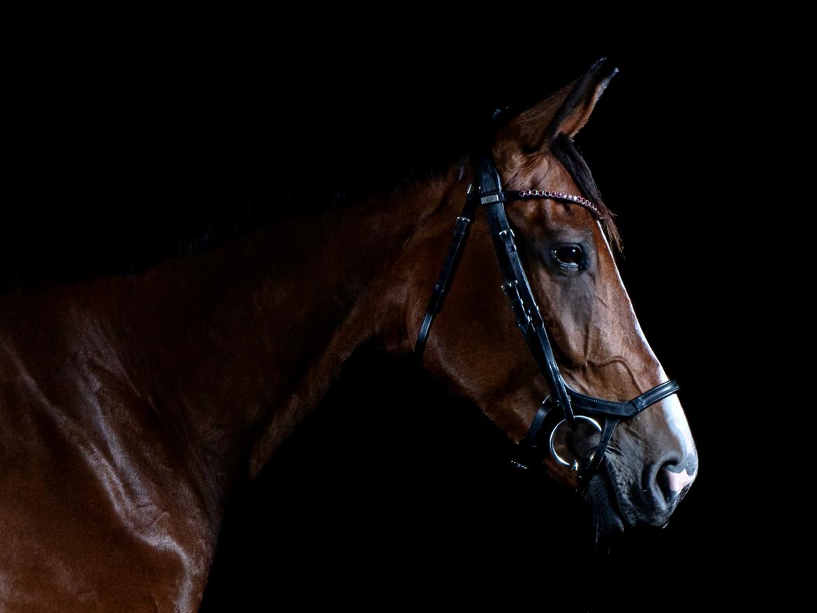 Dansk Varmblod Wibella  billede 15