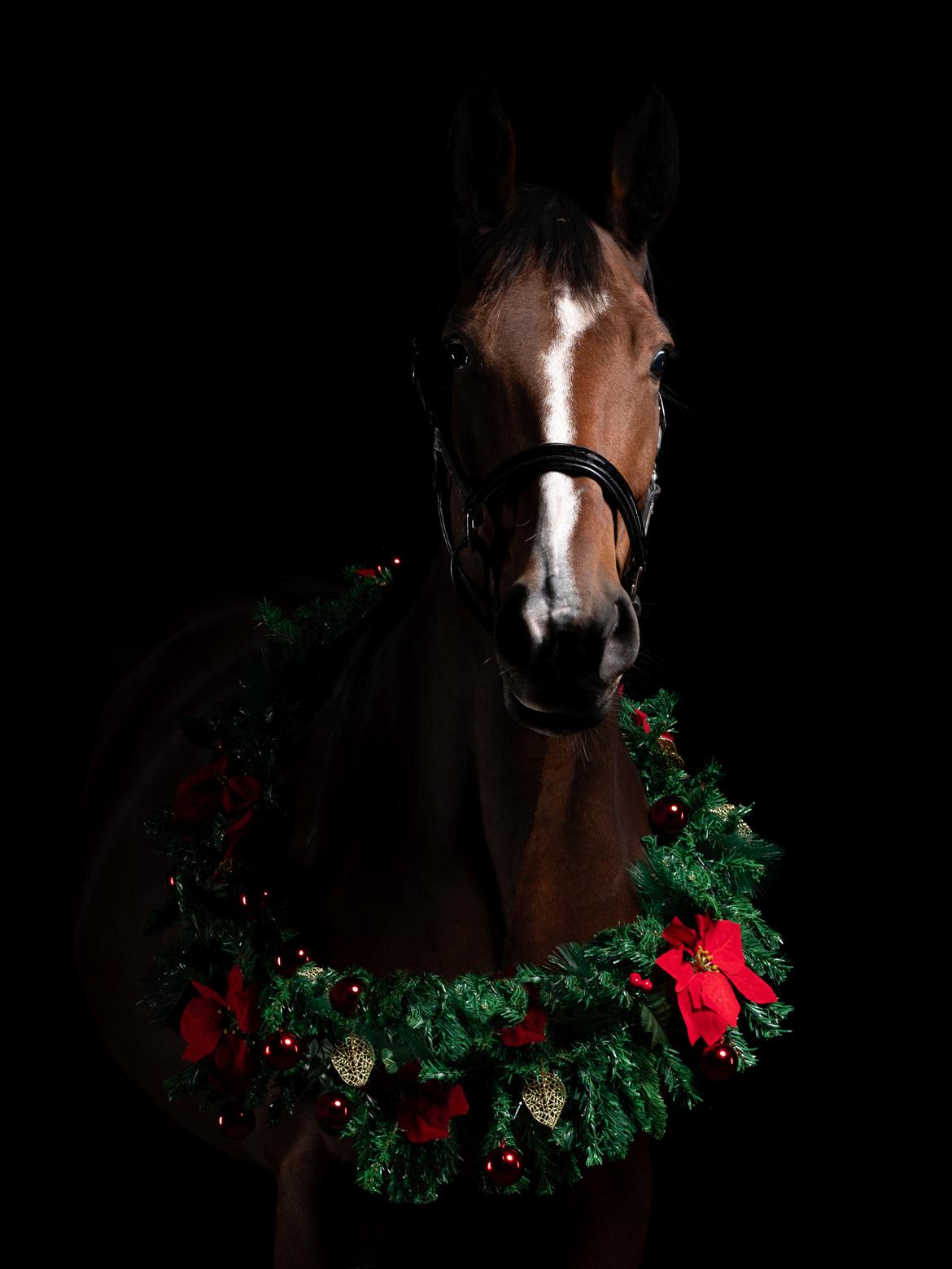 Dansk Varmblod Wibella  billede 16