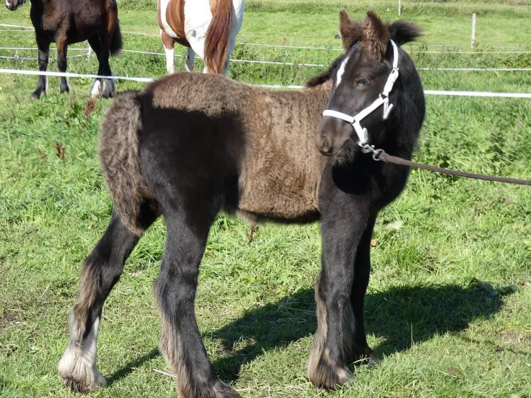 Irish Cob Stald Dalby's Merlin billede 6