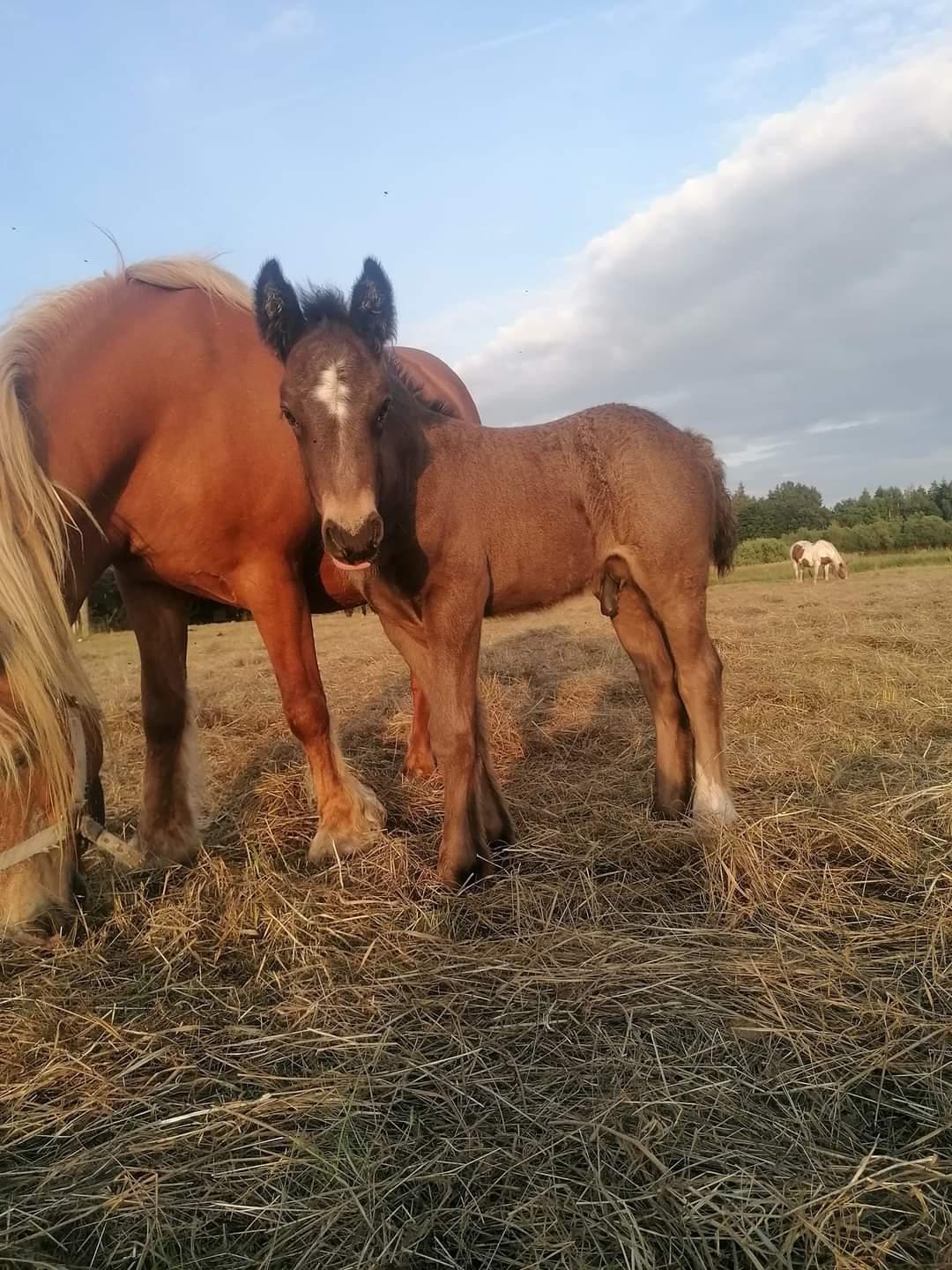 Irish Cob Stald Dalby's Merlin billede 2