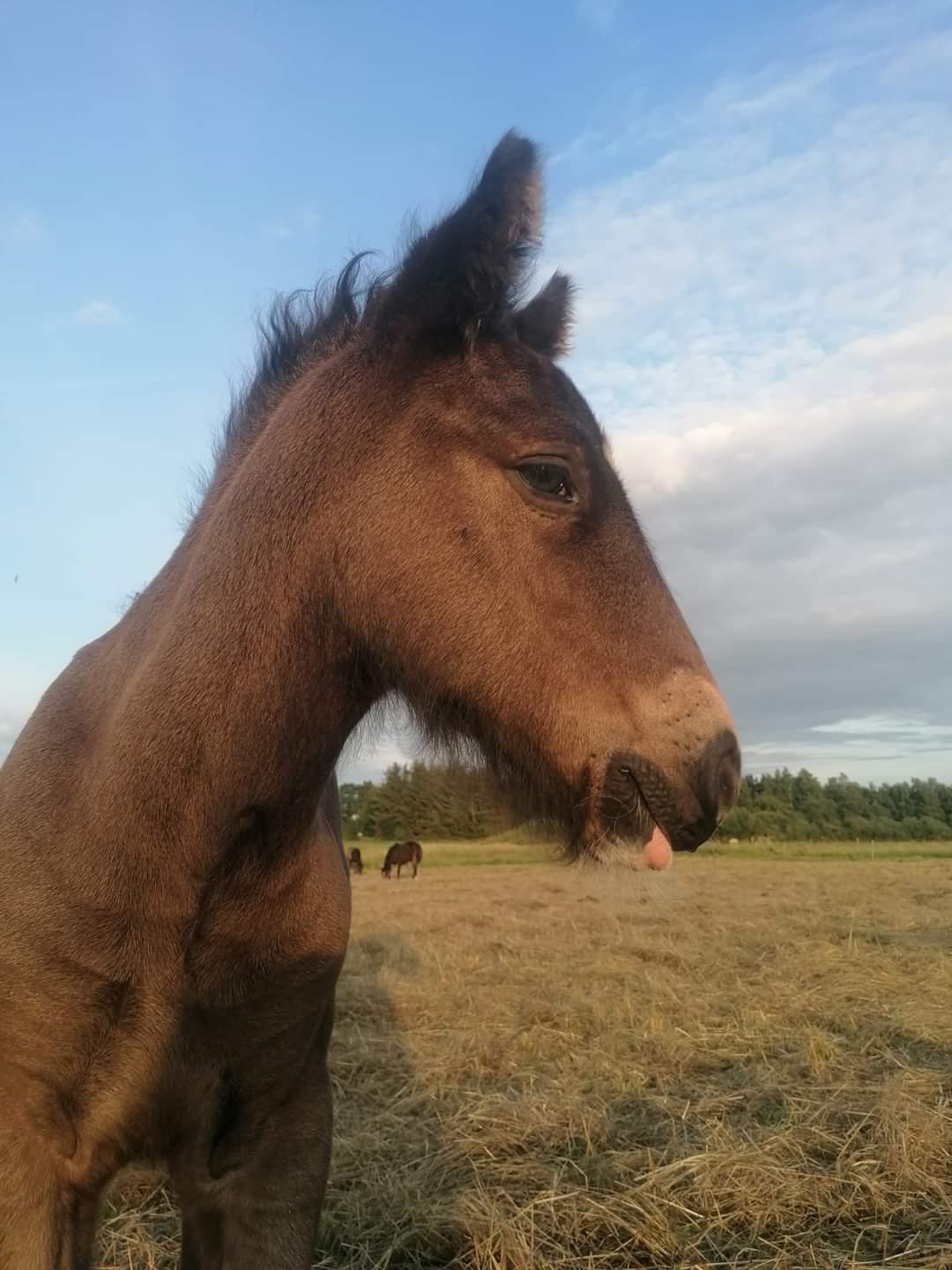 Irish Cob Stald Dalby's Merlin billede 3