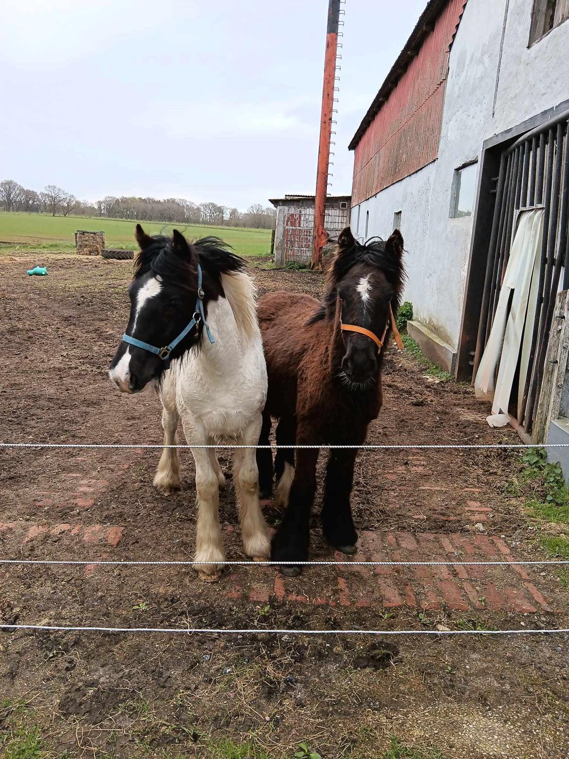 Irish Cob Stald Dalby's Merlin billede 15