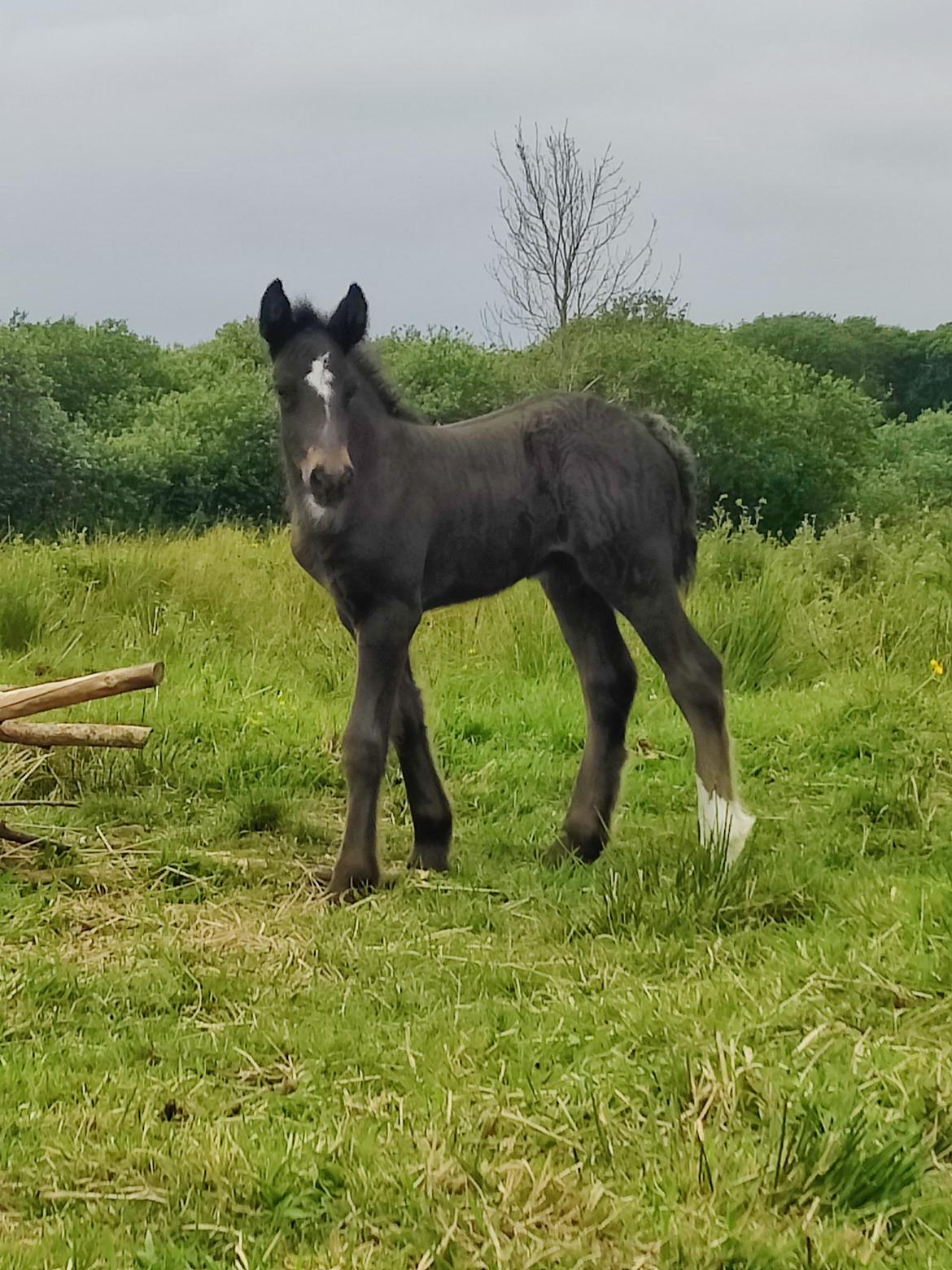 Irish Cob Stald Dalby's Merlin billede 1