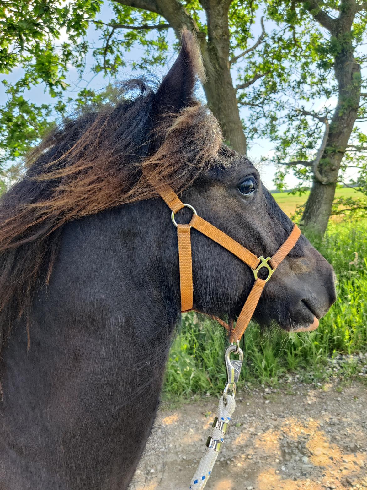 Irish Cob Stald Dalby's Merlin billede 17