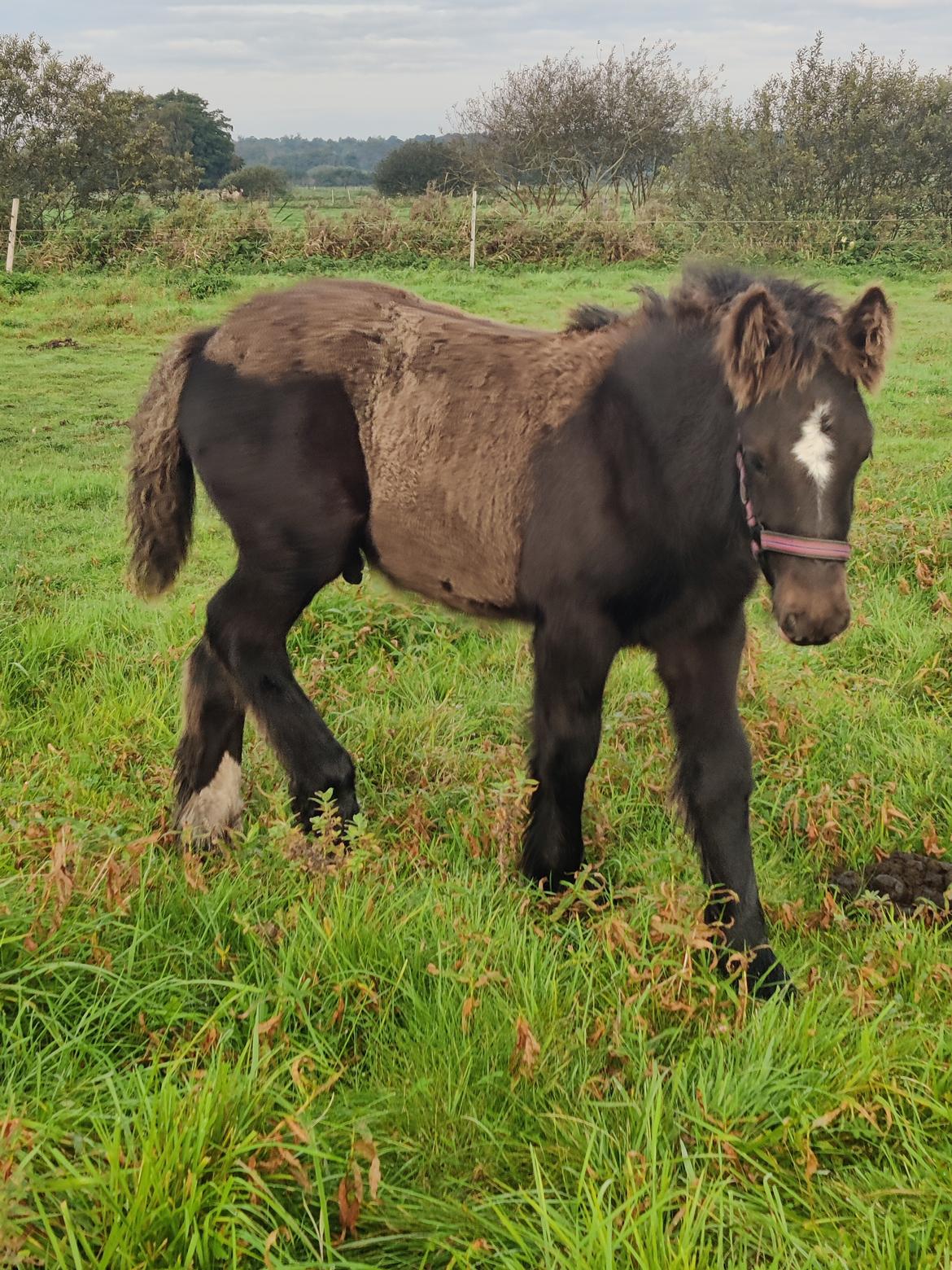 Irish Cob Stald Dalby's Merlin billede 8