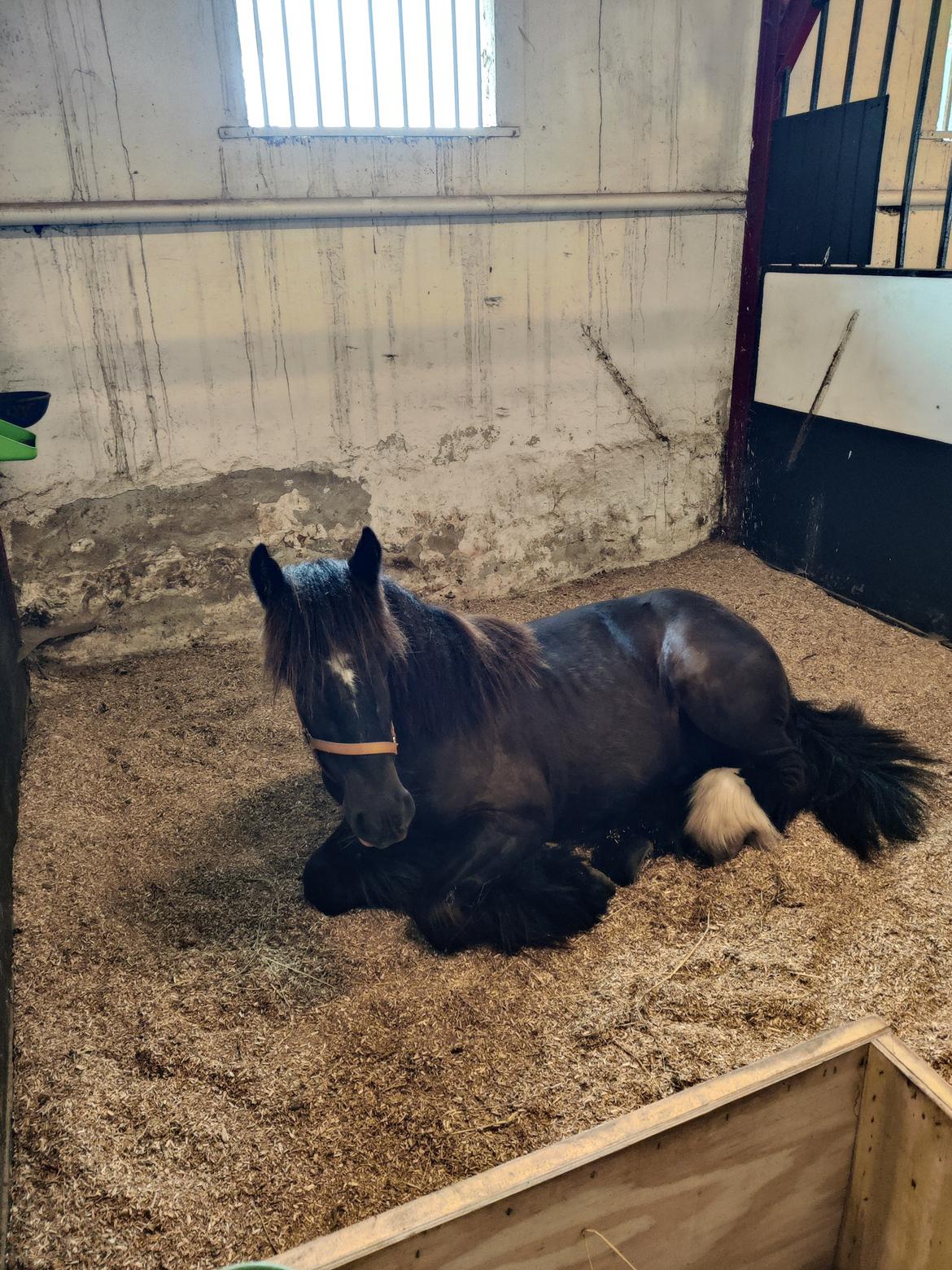 Irish Cob Stald Dalby's Merlin billede 18