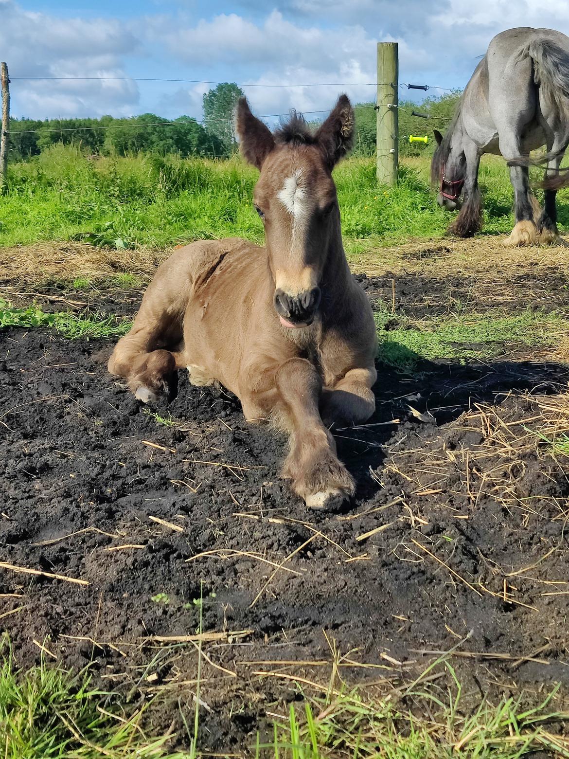 Irish Cob Stald Dalby's Merlin billede 4