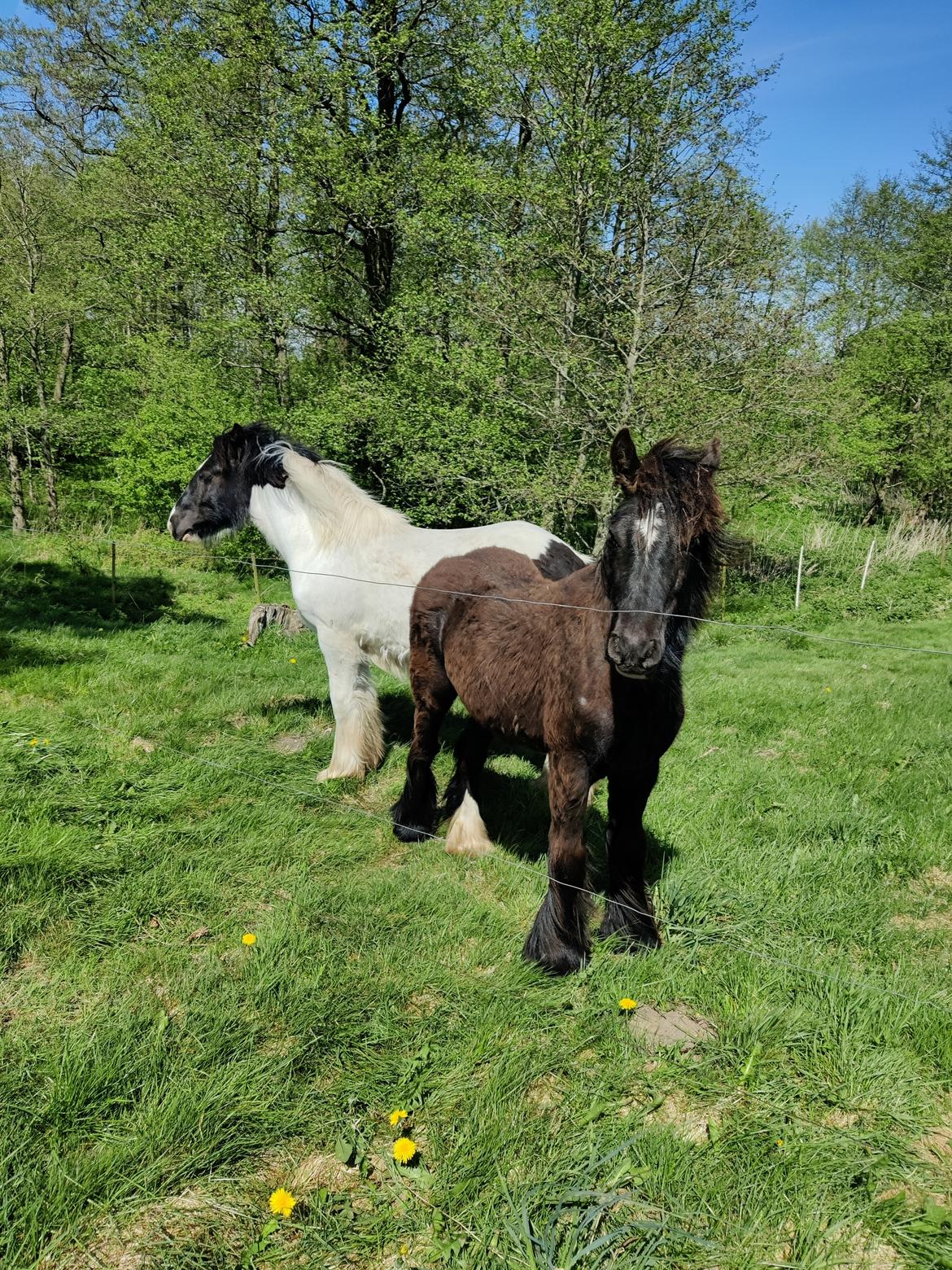 Irish Cob Stald Dalby's Merlin billede 16