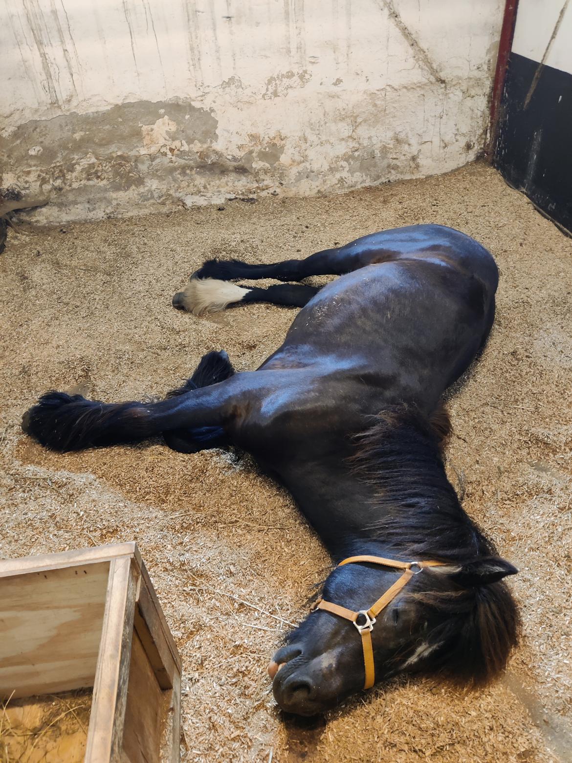 Irish Cob Stald Dalby's Merlin billede 19