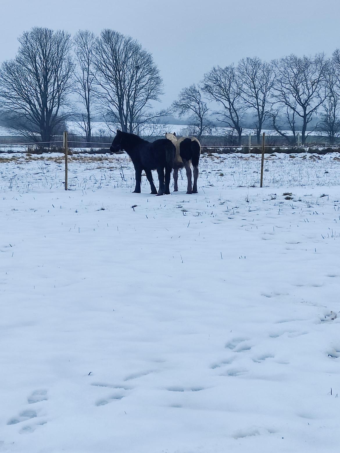 Irish Cob Stald Dalby's Merlin billede 9