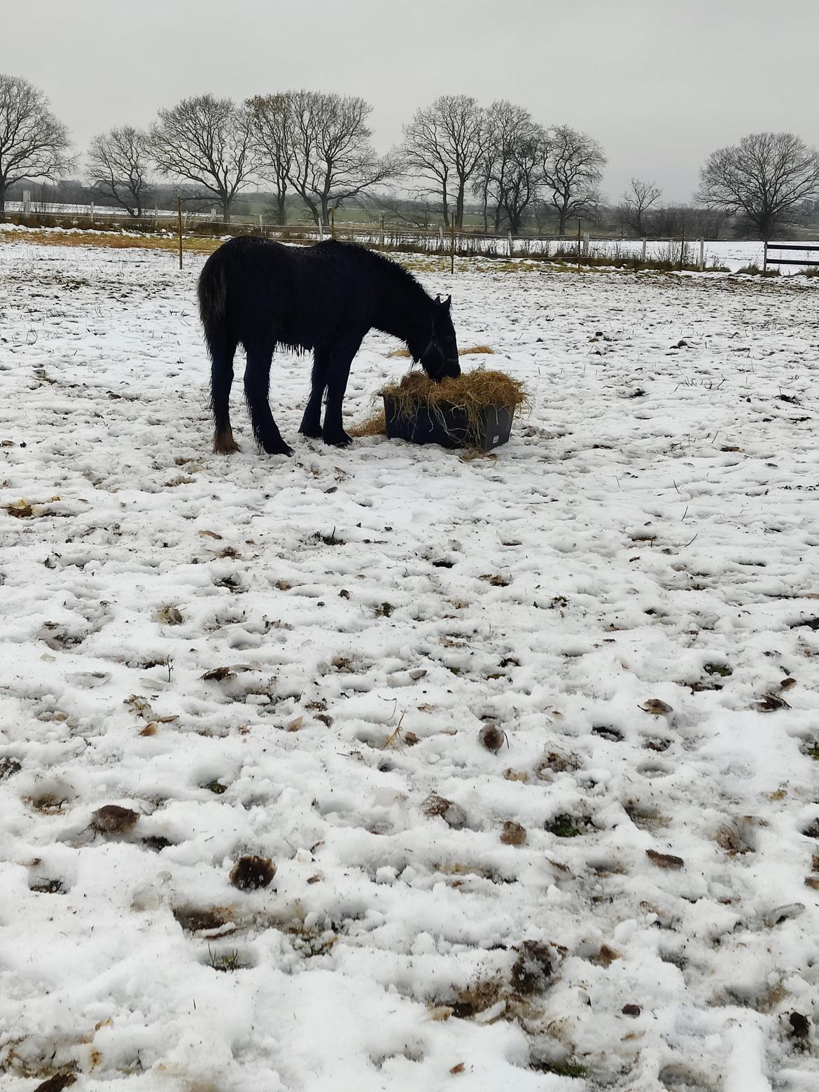 Irish Cob Stald Dalby's Merlin billede 10