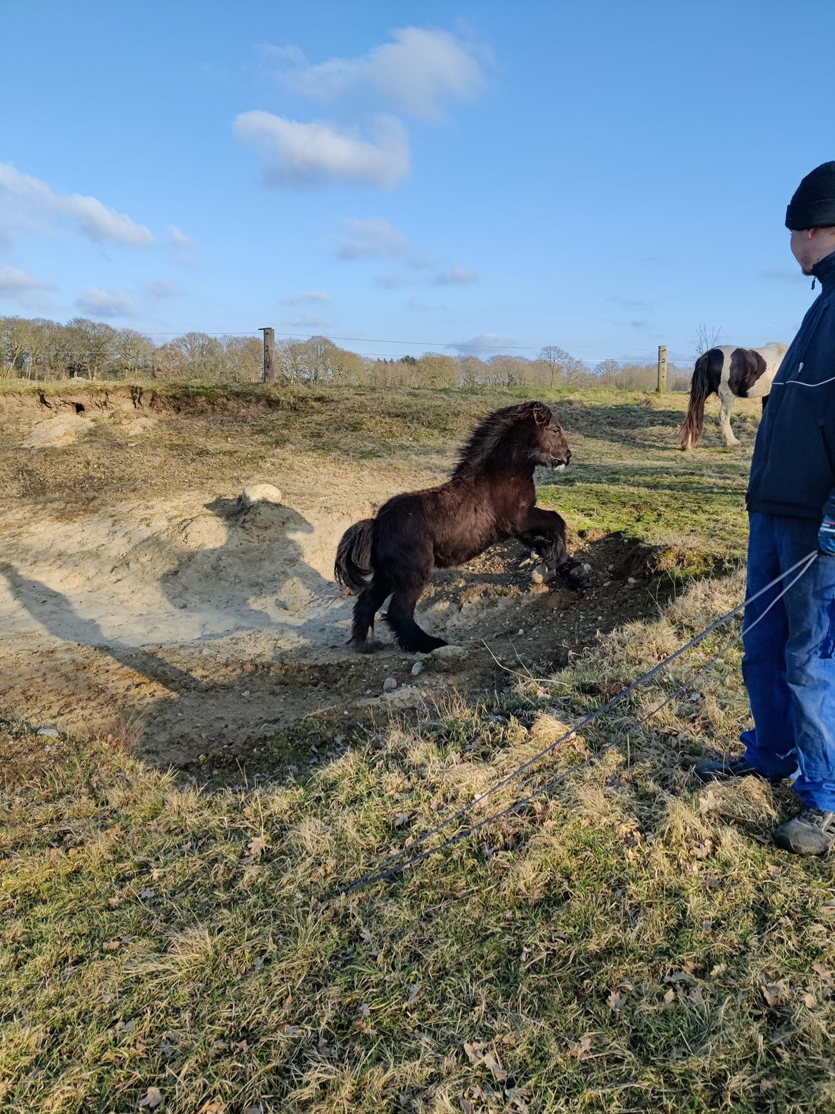 Irish Cob Stald Dalby's Merlin billede 14