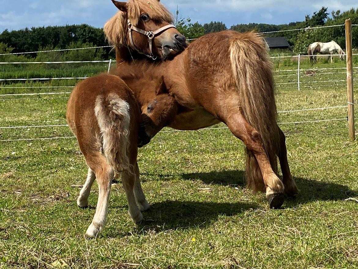 Shetlænder Team Hammer's Anna-Bell billede 16