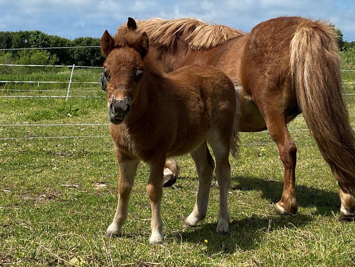 Shetlænder Team Hammer's Anna-Bell billede 18