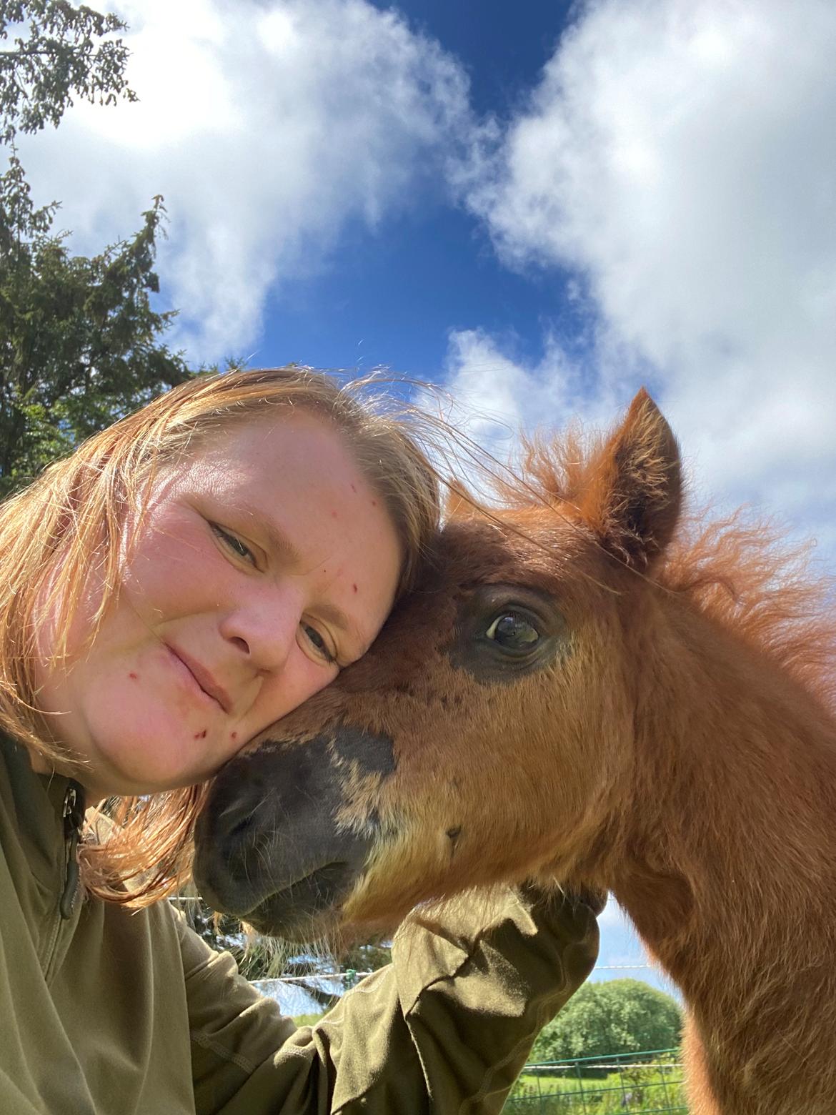 Shetlænder Team Hammer's Anna-Bell billede 19