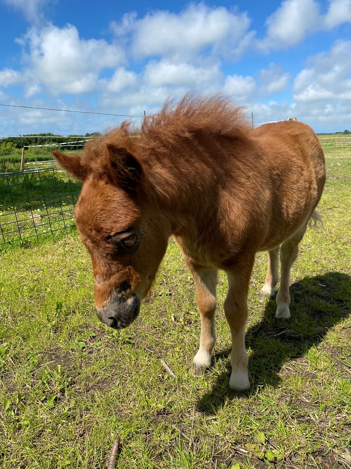 Shetlænder Team Hammer's Anna-Bell billede 17