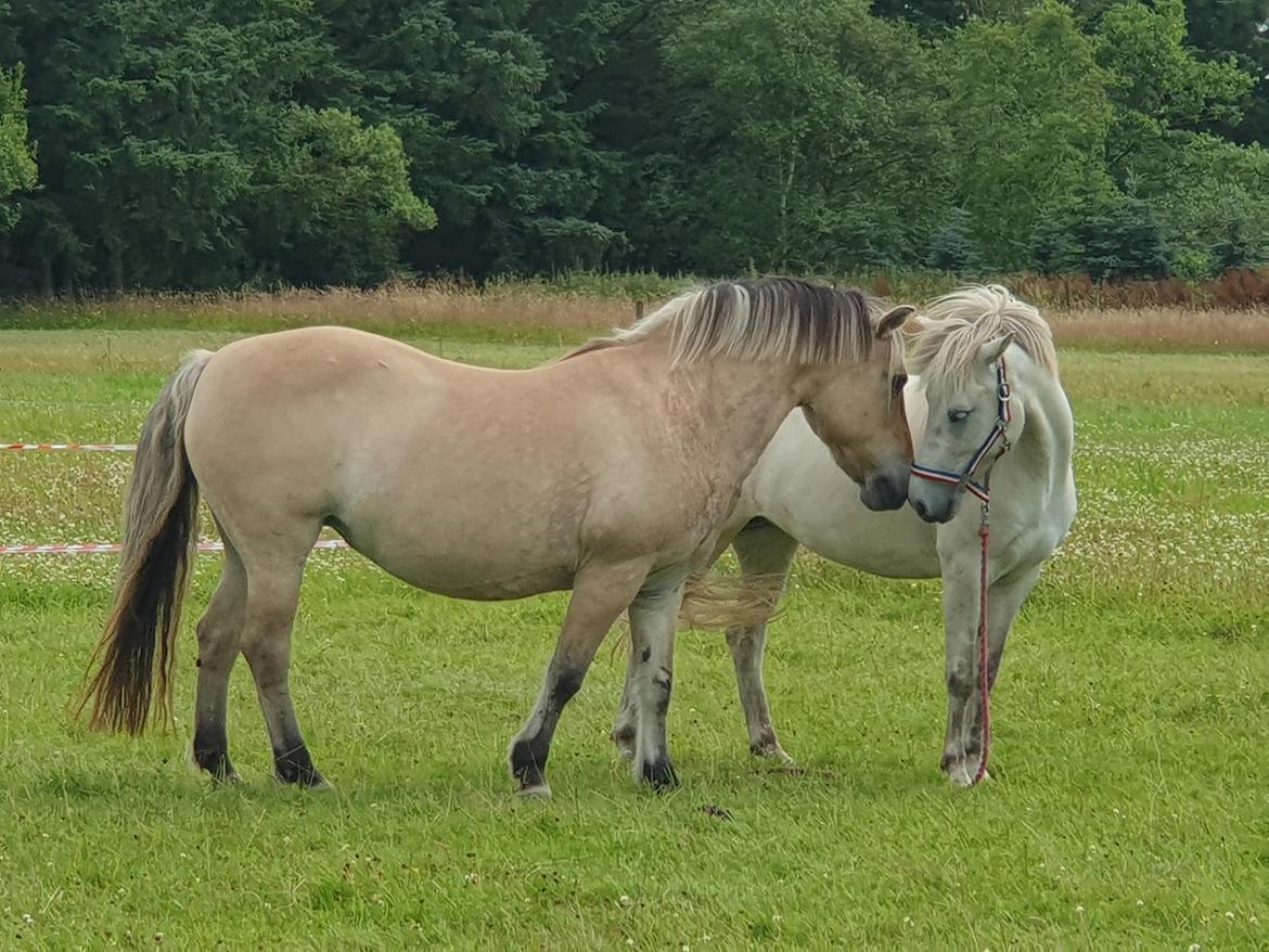 Anden særlig race Fresia billede 20