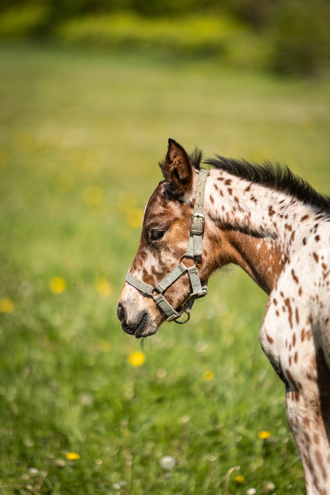 Knabstrupper Ingemanns Elba billede 9