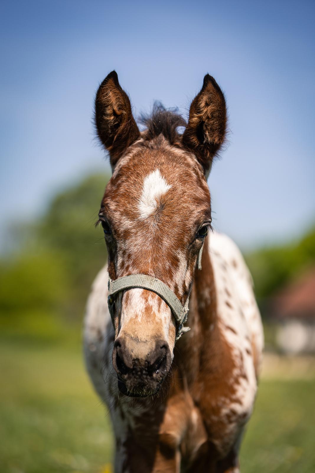 Knabstrupper Ingemanns Elba billede 10
