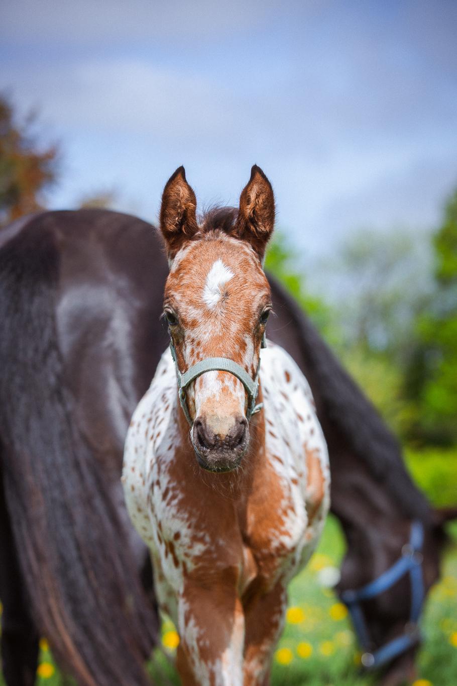 Knabstrupper Ingemanns Elba billede 13
