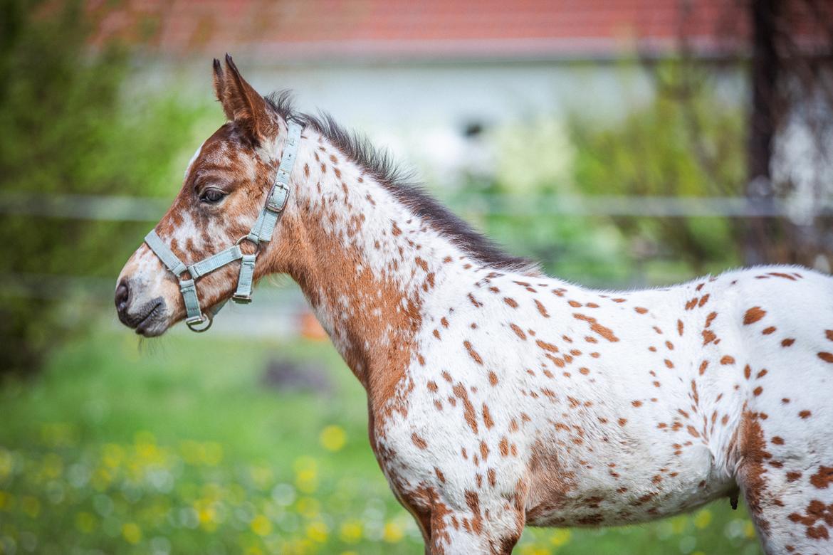 Knabstrupper Ingemanns Elba billede 14
