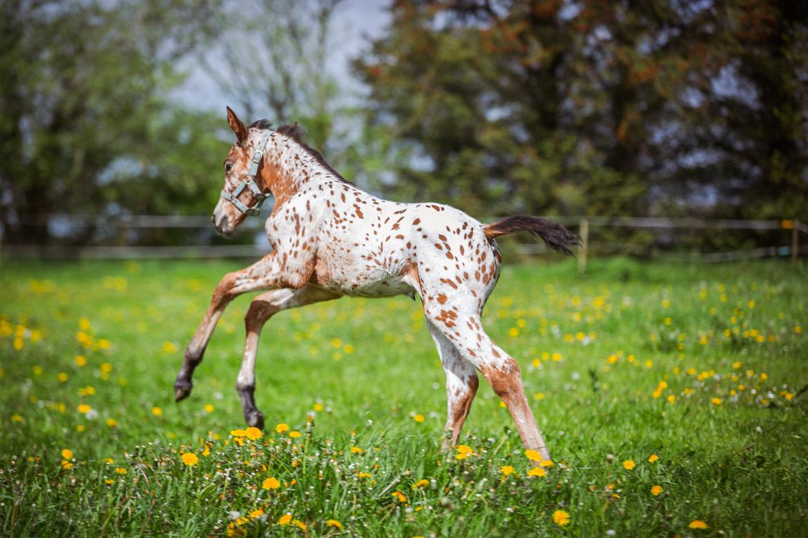 Knabstrupper Ingemanns Elba billede 16