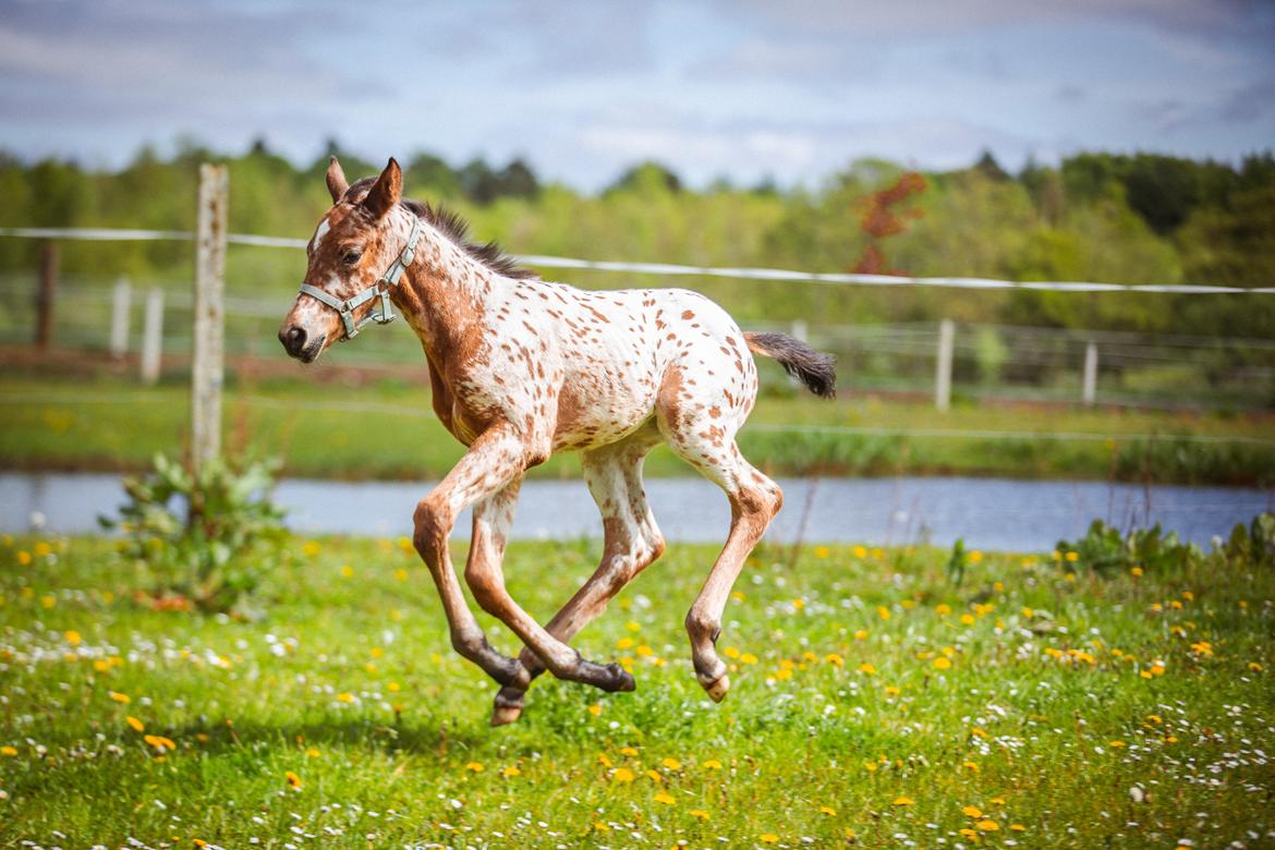 Knabstrupper Ingemanns Elba billede 17