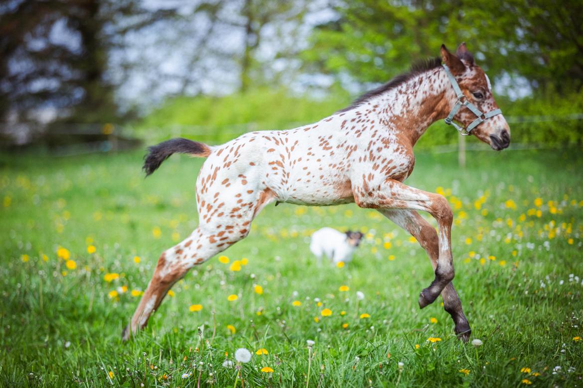 Knabstrupper Ingemanns Elba billede 18