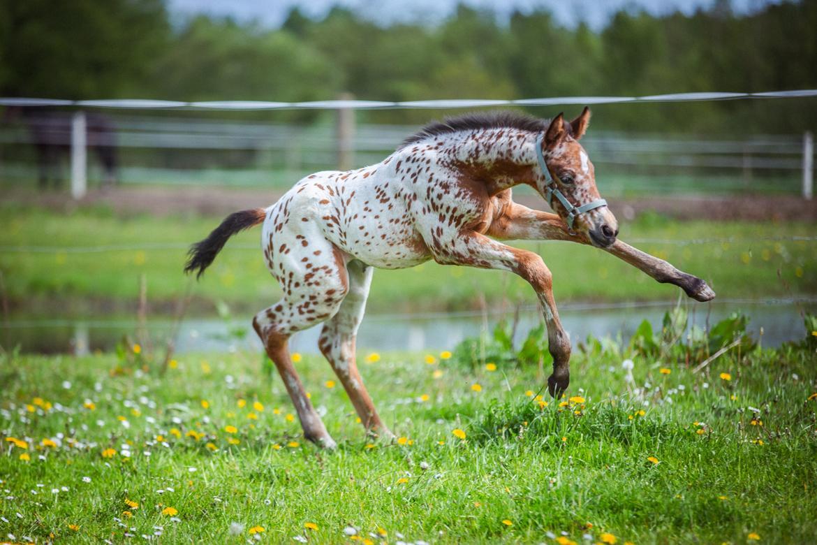 Knabstrupper Ingemanns Elba billede 19