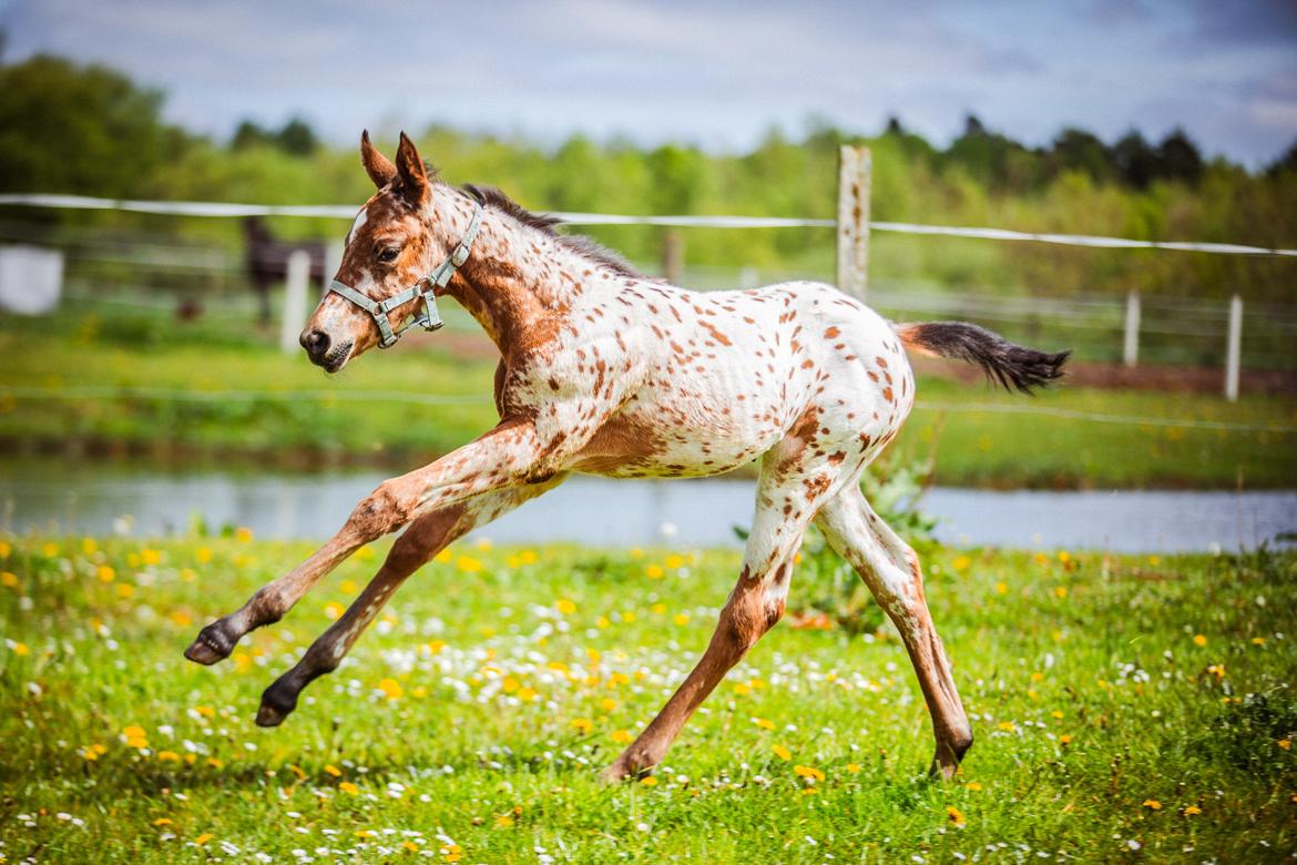 Knabstrupper Ingemanns Elba billede 20