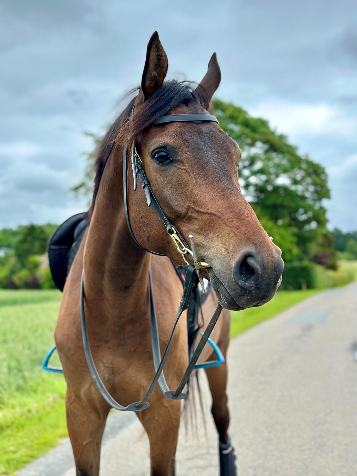 Trakehner Playboy Af Solbjerggaard billede 5