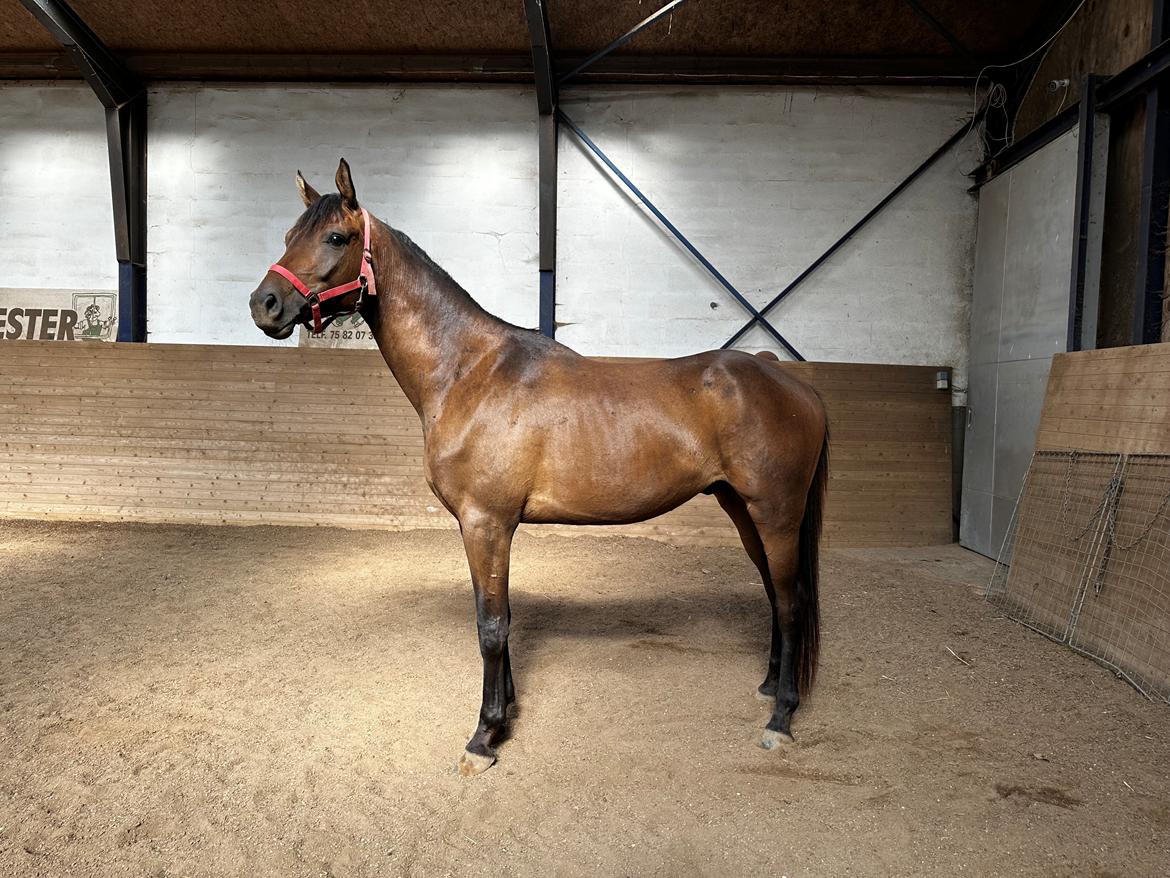 Trakehner Playboy Af Solbjerggaard billede 11