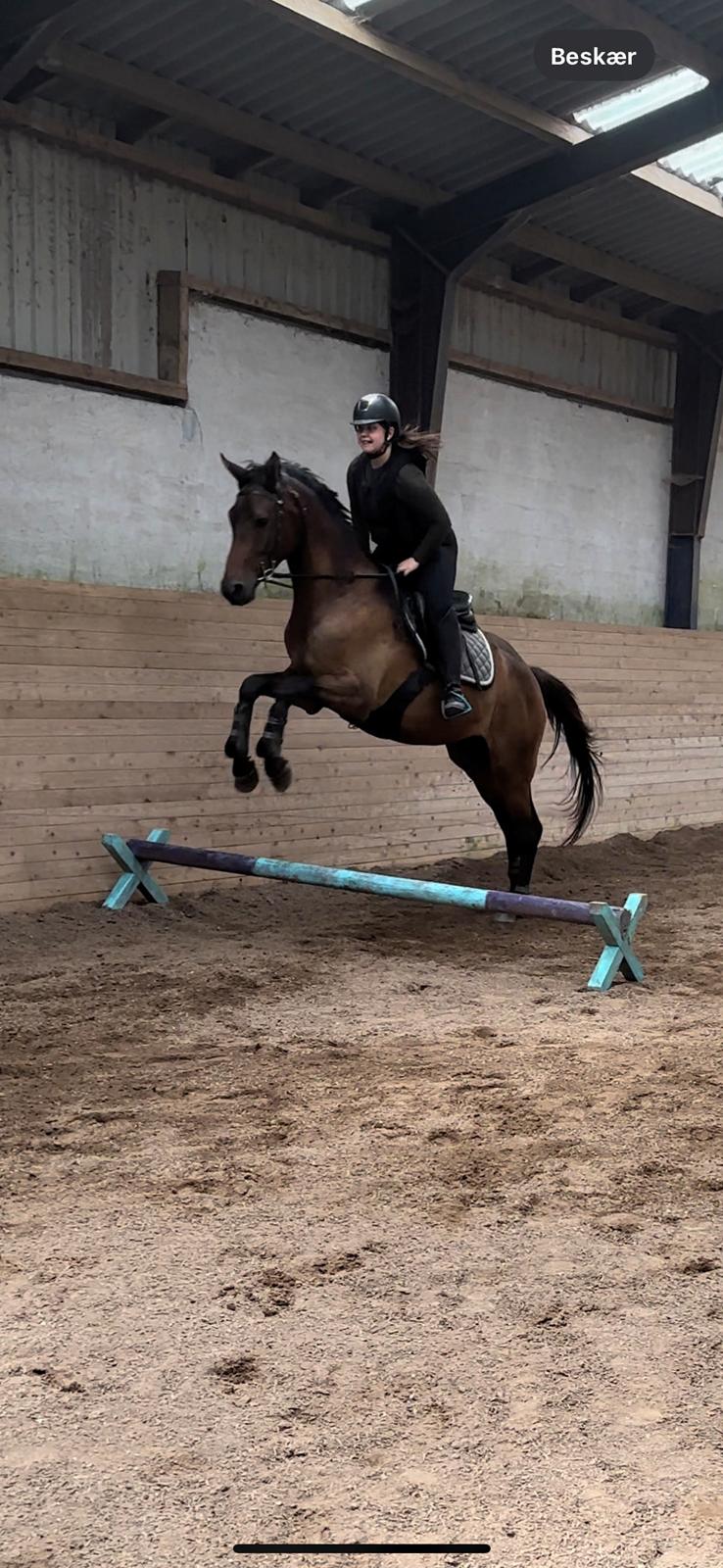 Trakehner Playboy Af Solbjerggaard billede 10