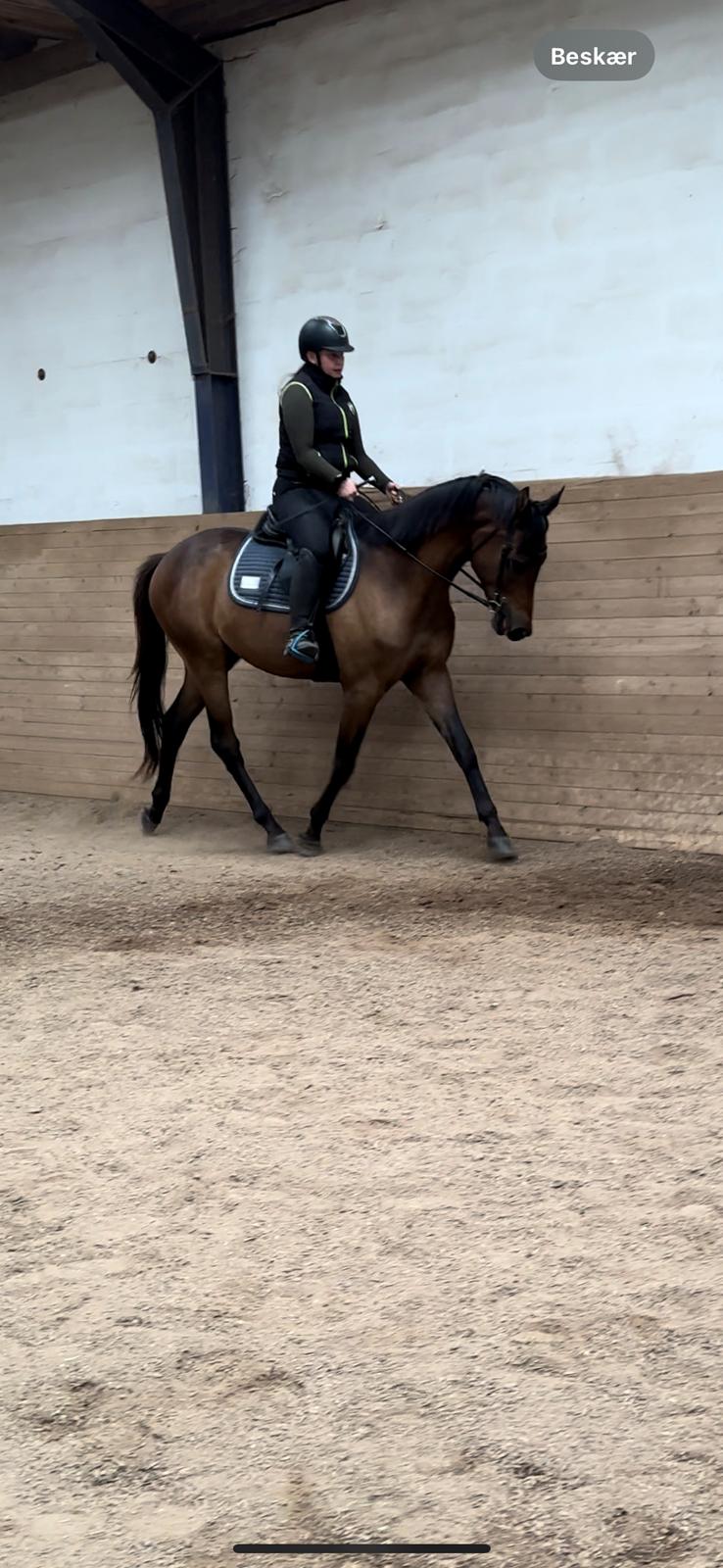 Trakehner Playboy Af Solbjerggaard billede 12