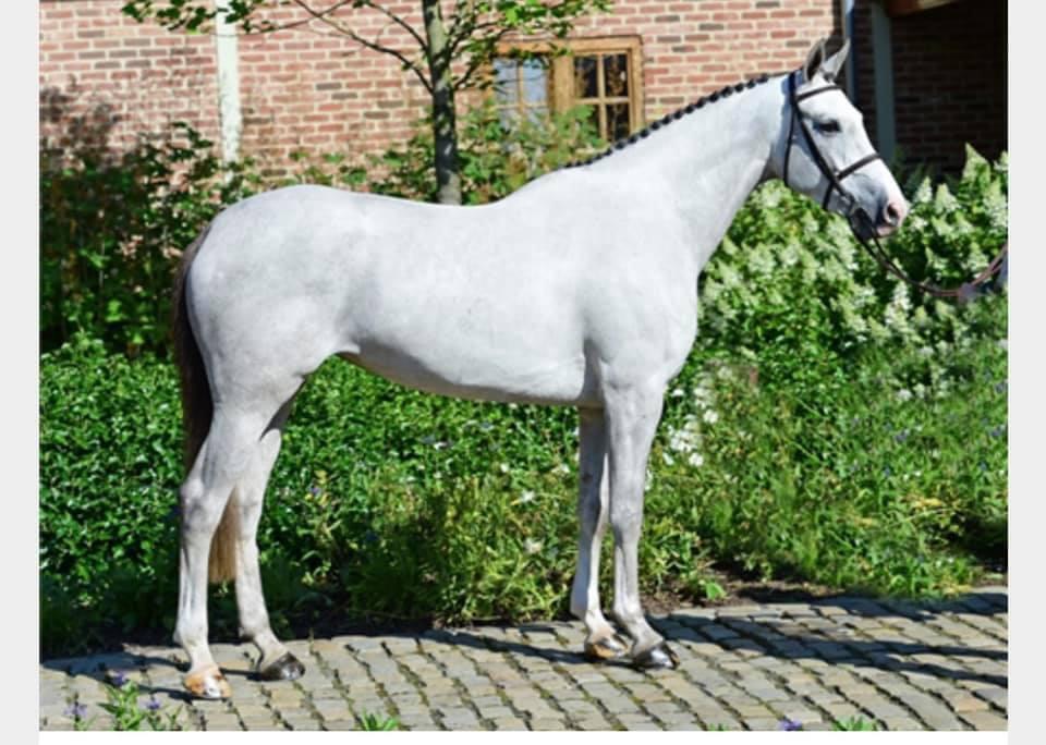 Hollandsk Varmblod Ematerma billede 2