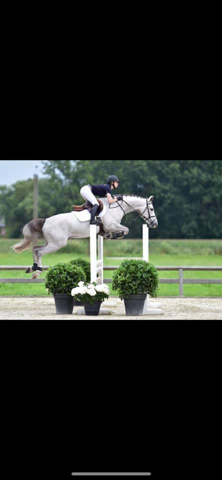 Hollandsk Varmblod Ematerma billede 3