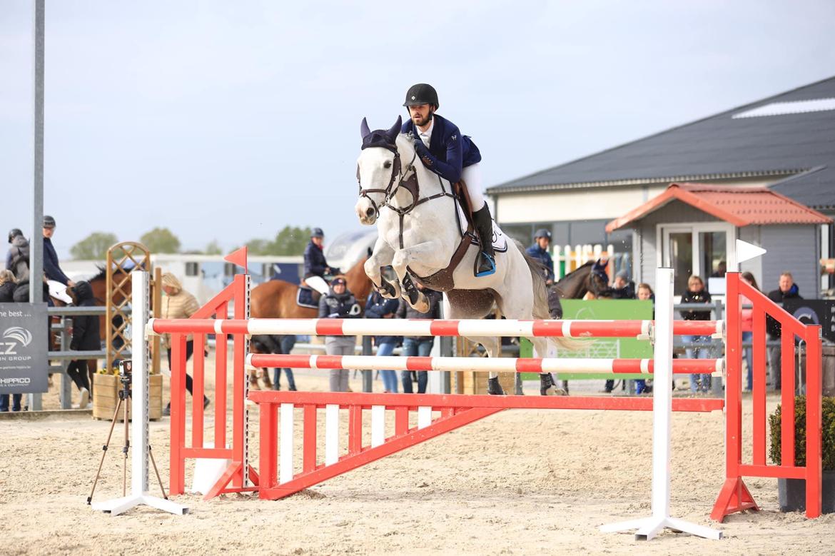 Hollandsk Varmblod Ematerma billede 4