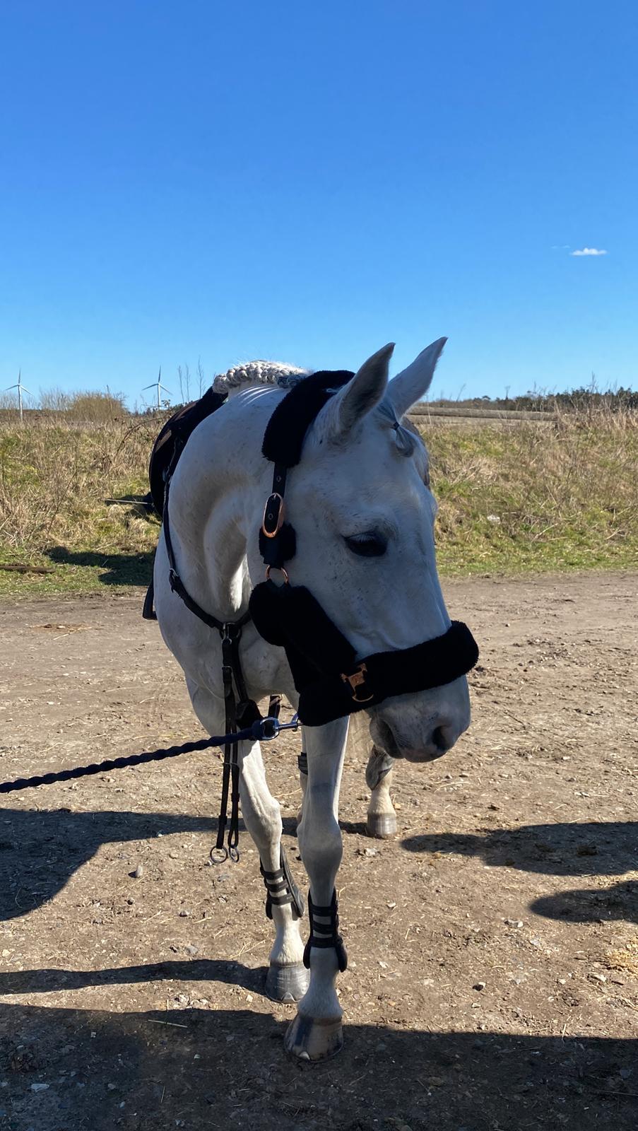 Hollandsk Varmblod Ematerma billede 5