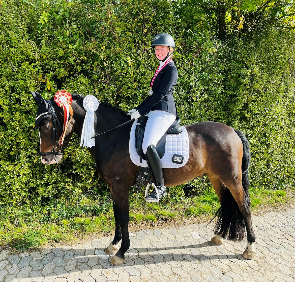 New Forest Bryggergårdens Bacardi - New Forest stævne 2022 billede 17