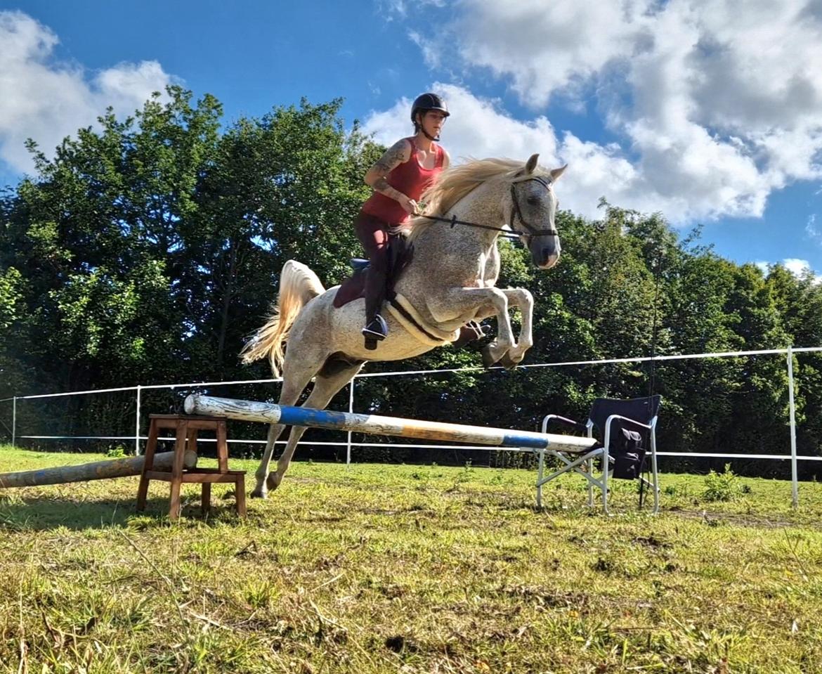 Arabisk fuldblod (OX) Majeed ibn Mutazz (Marley)  billede 4