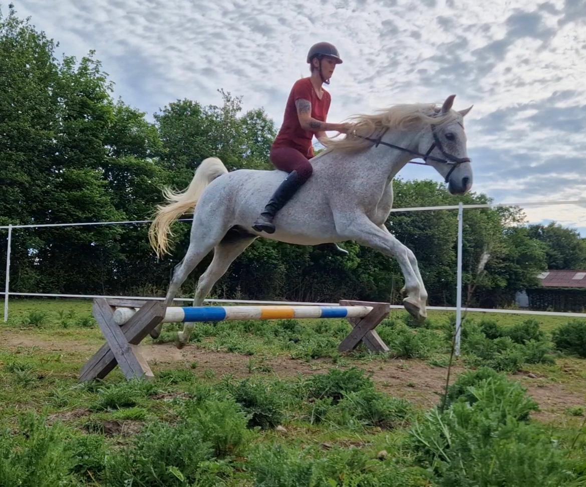 Arabisk fuldblod (OX) Majeed ibn Mutazz (Marley)  billede 9