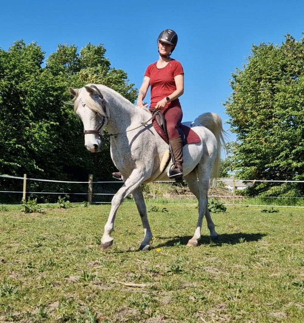 Arabisk fuldblod (OX) Majeed ibn Mutazz (Marley)  billede 10