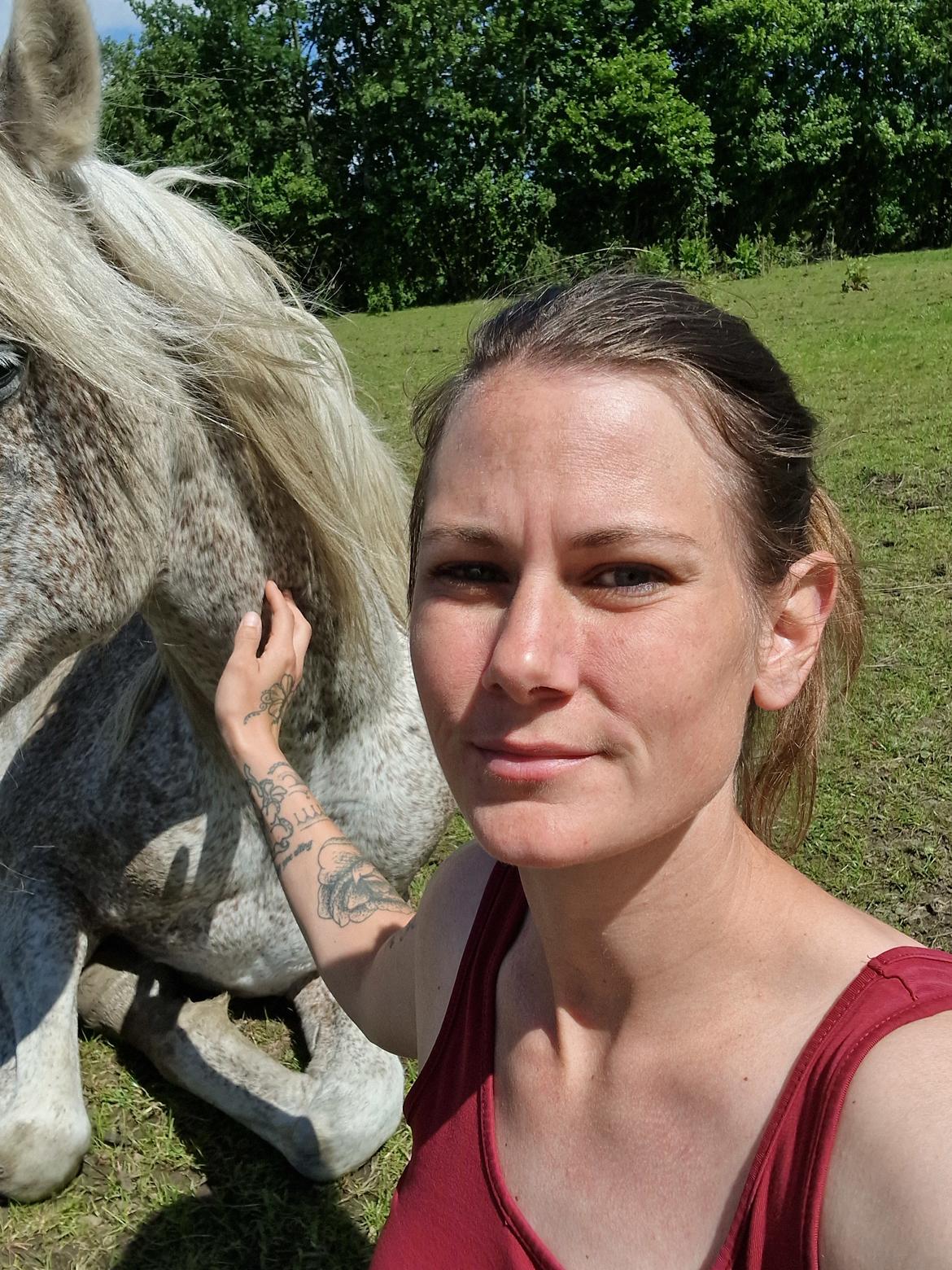 Arabisk fuldblod (OX) Majeed ibn Mutazz (Marley)  billede 7