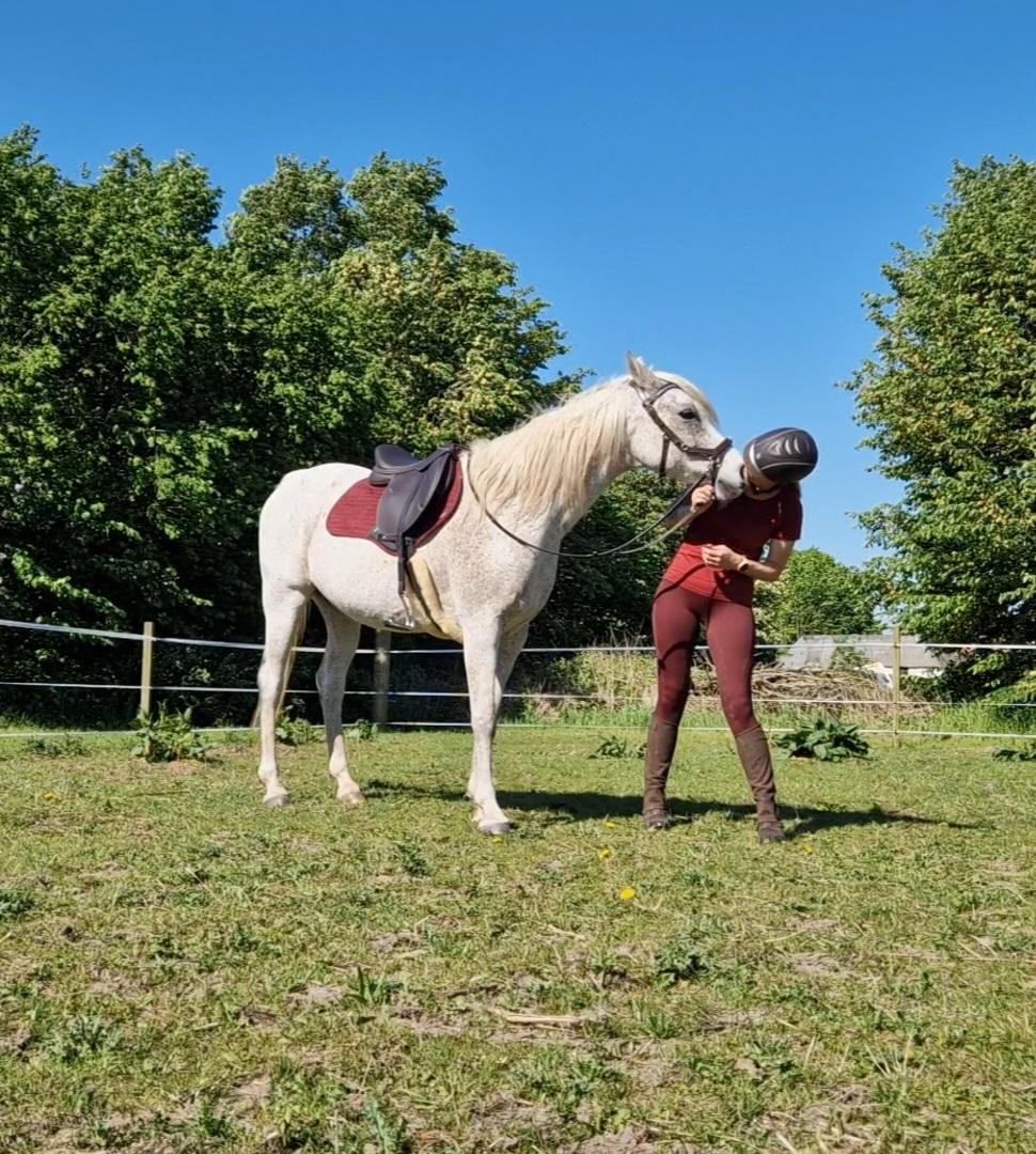 Arabisk fuldblod (OX) Majeed ibn Mutazz (Marley)  billede 13